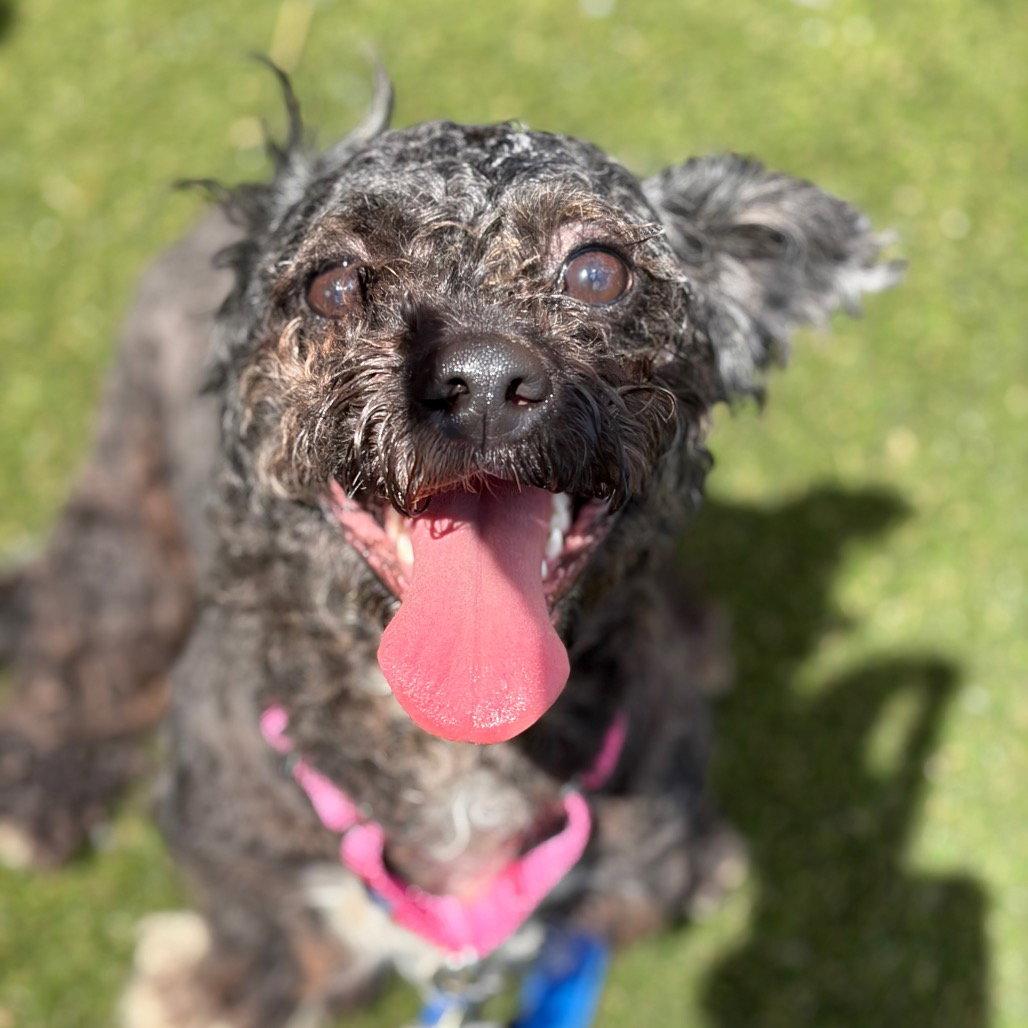 Kenzo, Adopted, Adult Male Shih Tzu.