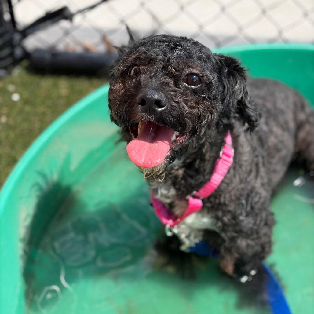 Kenzo, a Adopted Shih Tzu in New Castle, DE image 2/2