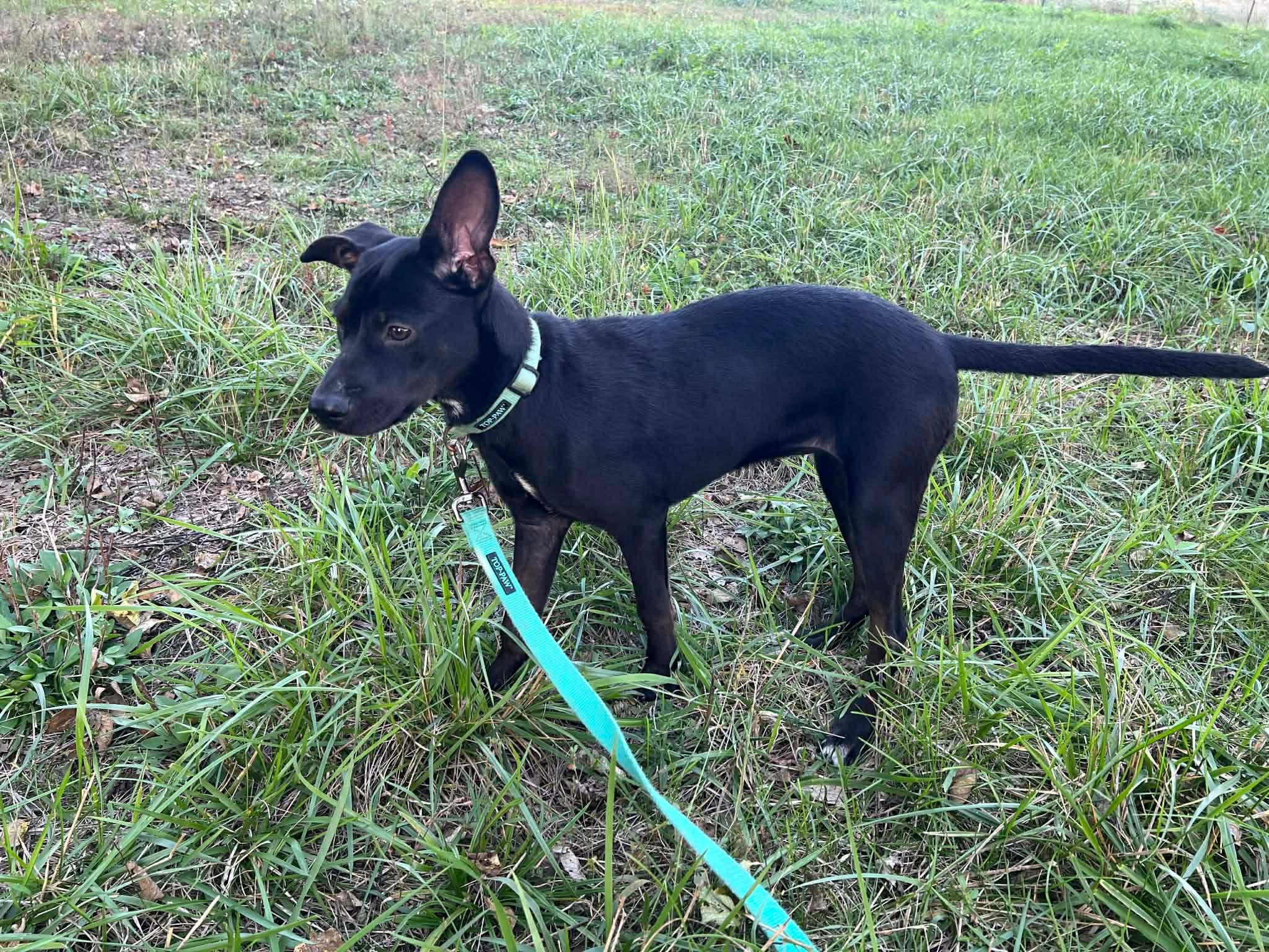 Elsa, Adoptable, Young Female Labrador Retriever.