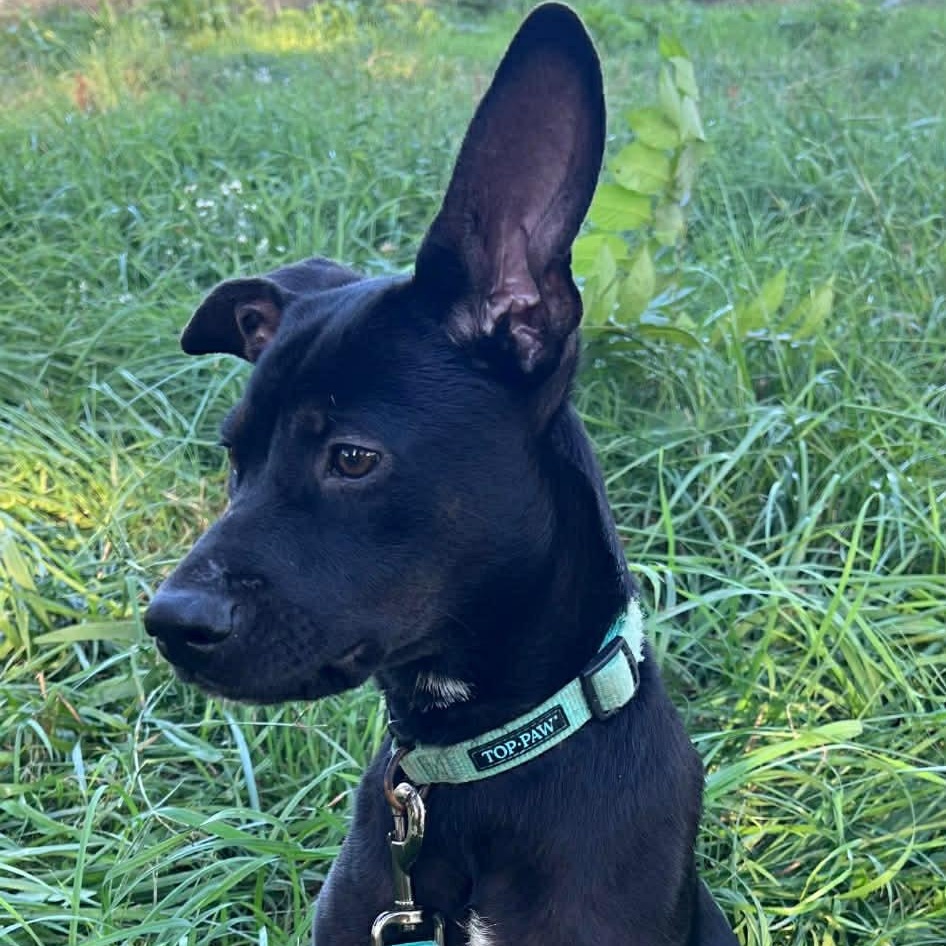 Enlarge Elsa, a Adoptable mixed breed in Elgin, IL image 2/4