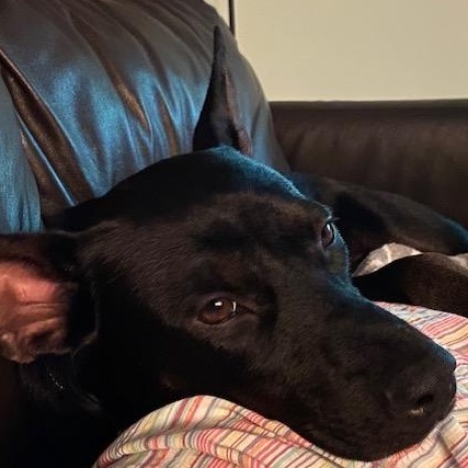 Elsa, a Adoptable mixed breed in Elgin, IL image 4/6