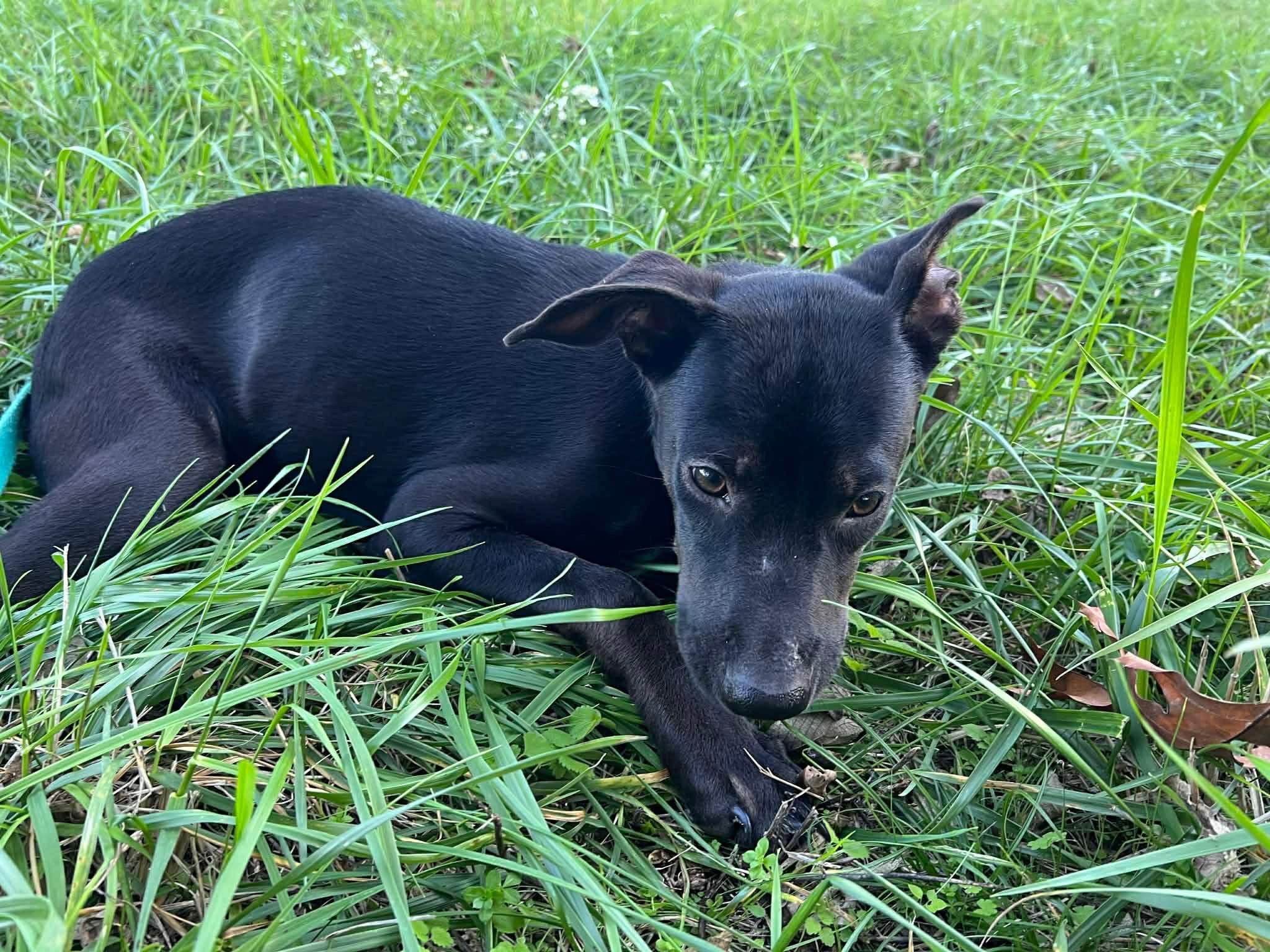 Enlarge Elsa, a Adoptable mixed breed in Elgin, IL image 3/4