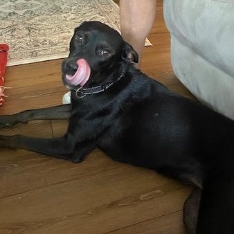 Elsa, a Adoptable mixed breed in Elgin, IL image 2/6