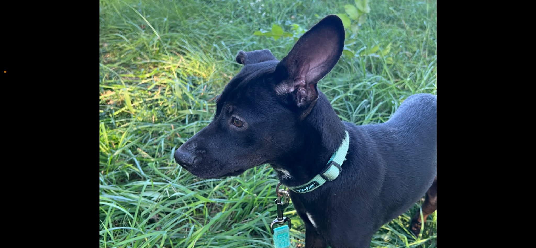 Enlarge Elsa, a Adoptable mixed breed in Elgin, IL image 4/4