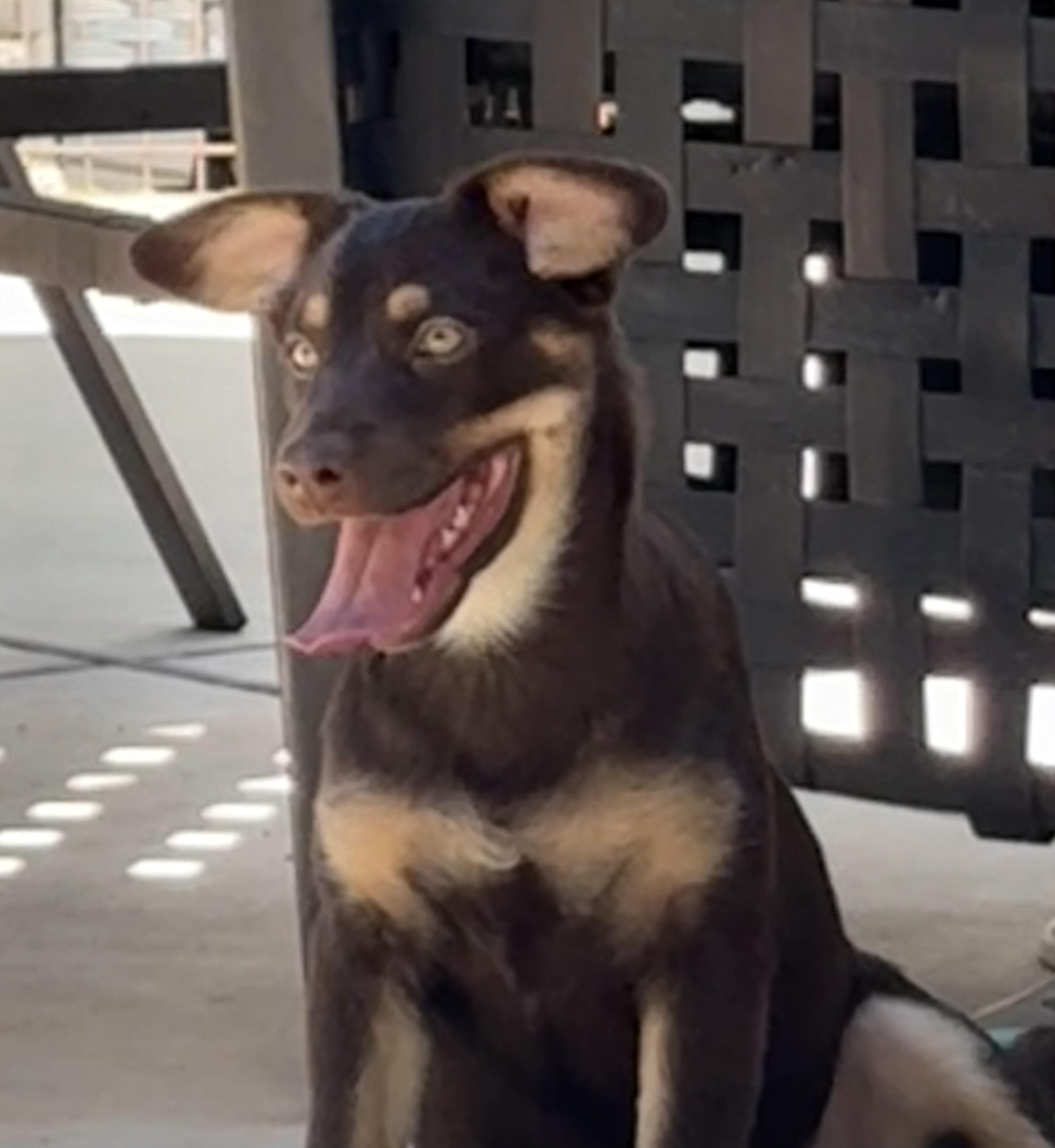 Enlarge Penny, a Adoptable mixed breed in Concord, CA image 1/4