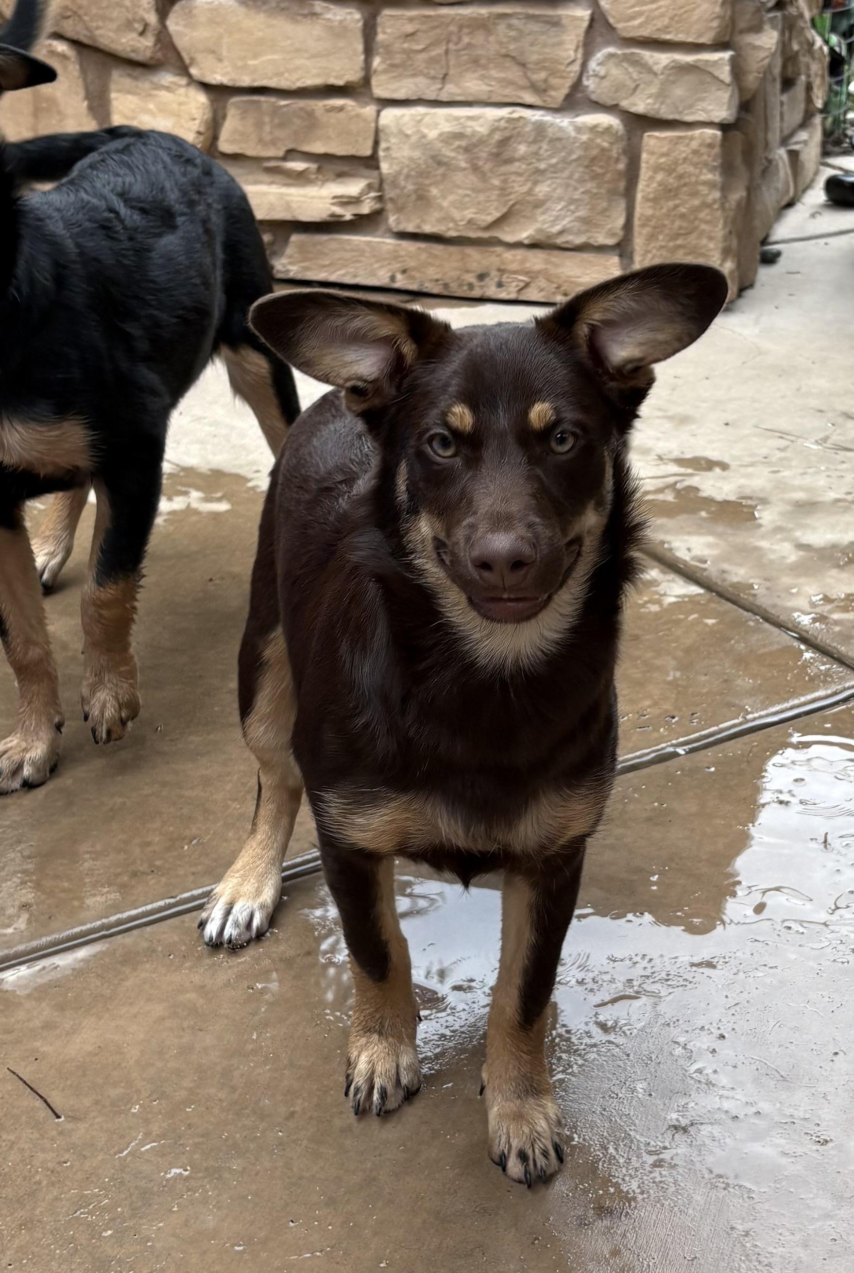 Enlarge Penny, a Adoptable mixed breed in Concord, CA image 3/4