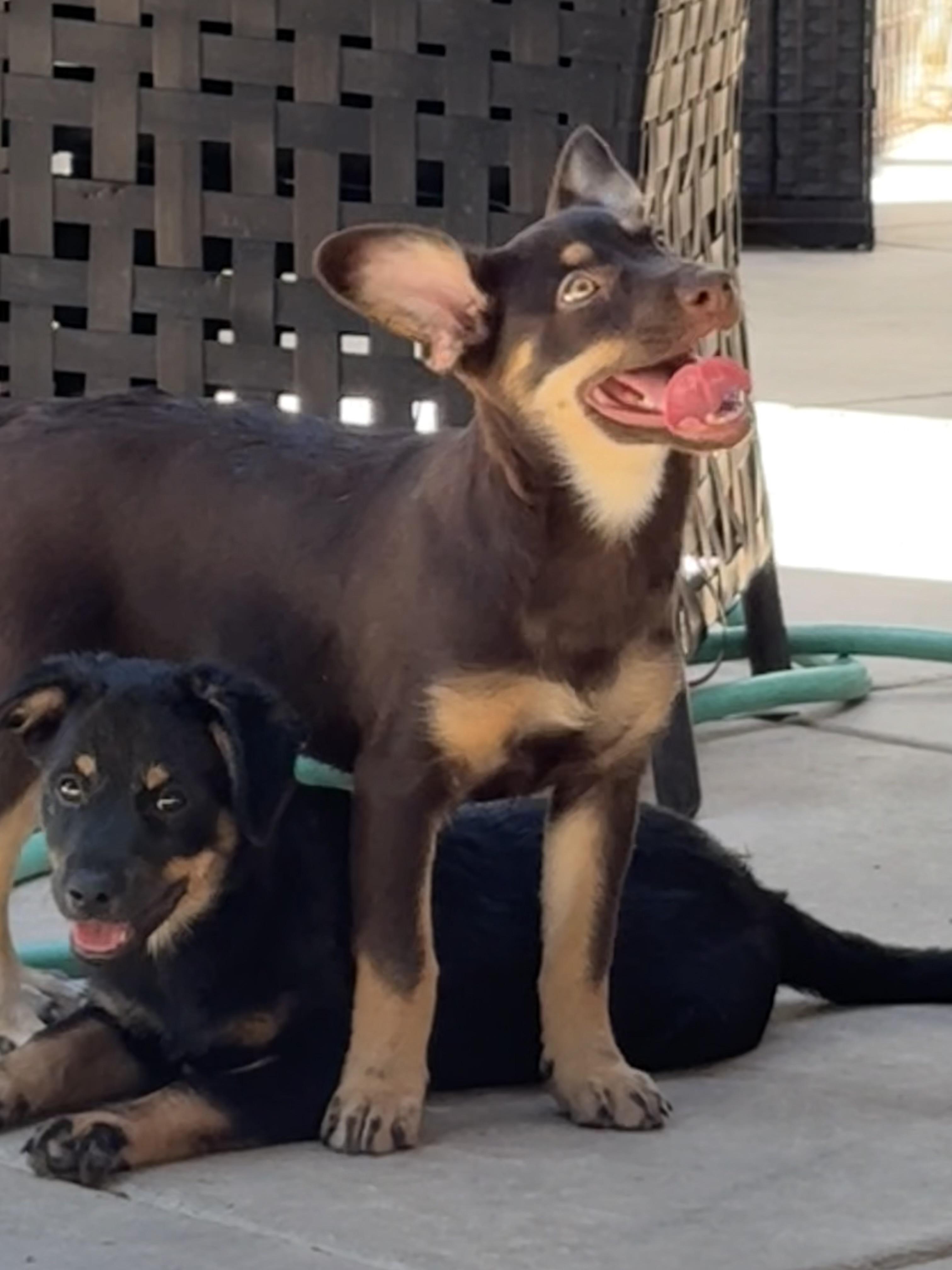 Enlarge Penny, a Adoptable mixed breed in Concord, CA image 4/4