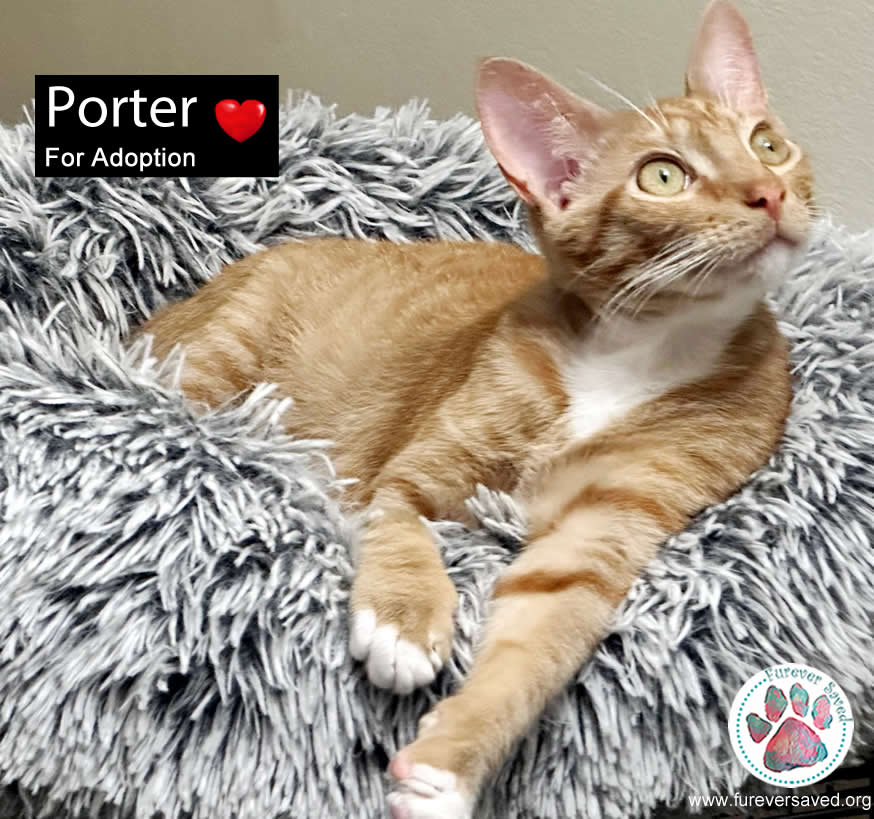 Enlarge Porter, a Adoptable Domestic Short Hair in Nashua, NH image 6/6