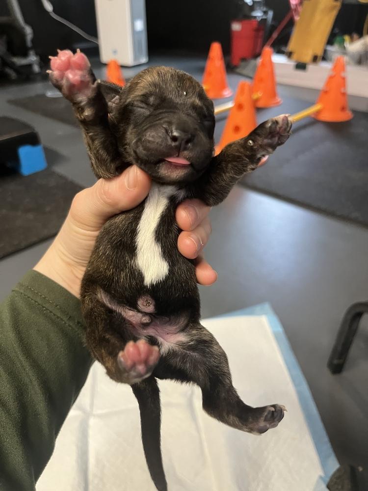 BookTok Fantasy Litter - Fisher - Located in NC