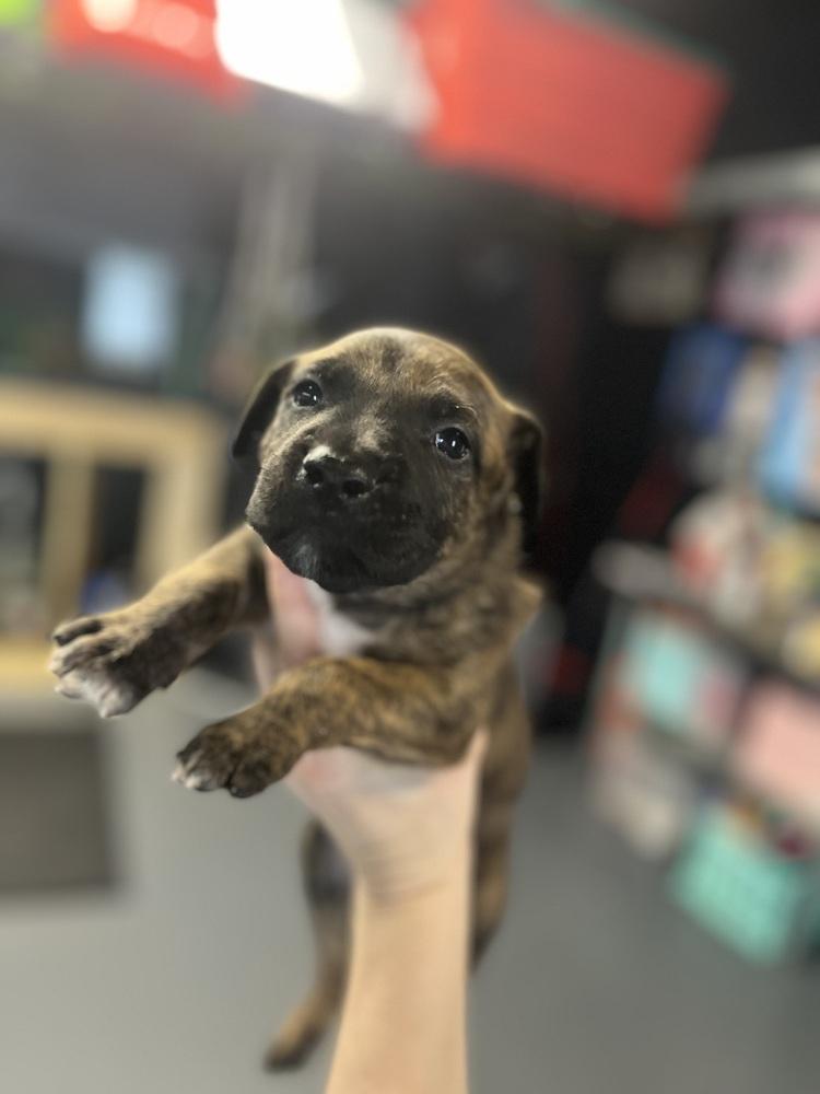 BookTok Fantasy Litter - Fisher - Located in NC — thumbnail 2