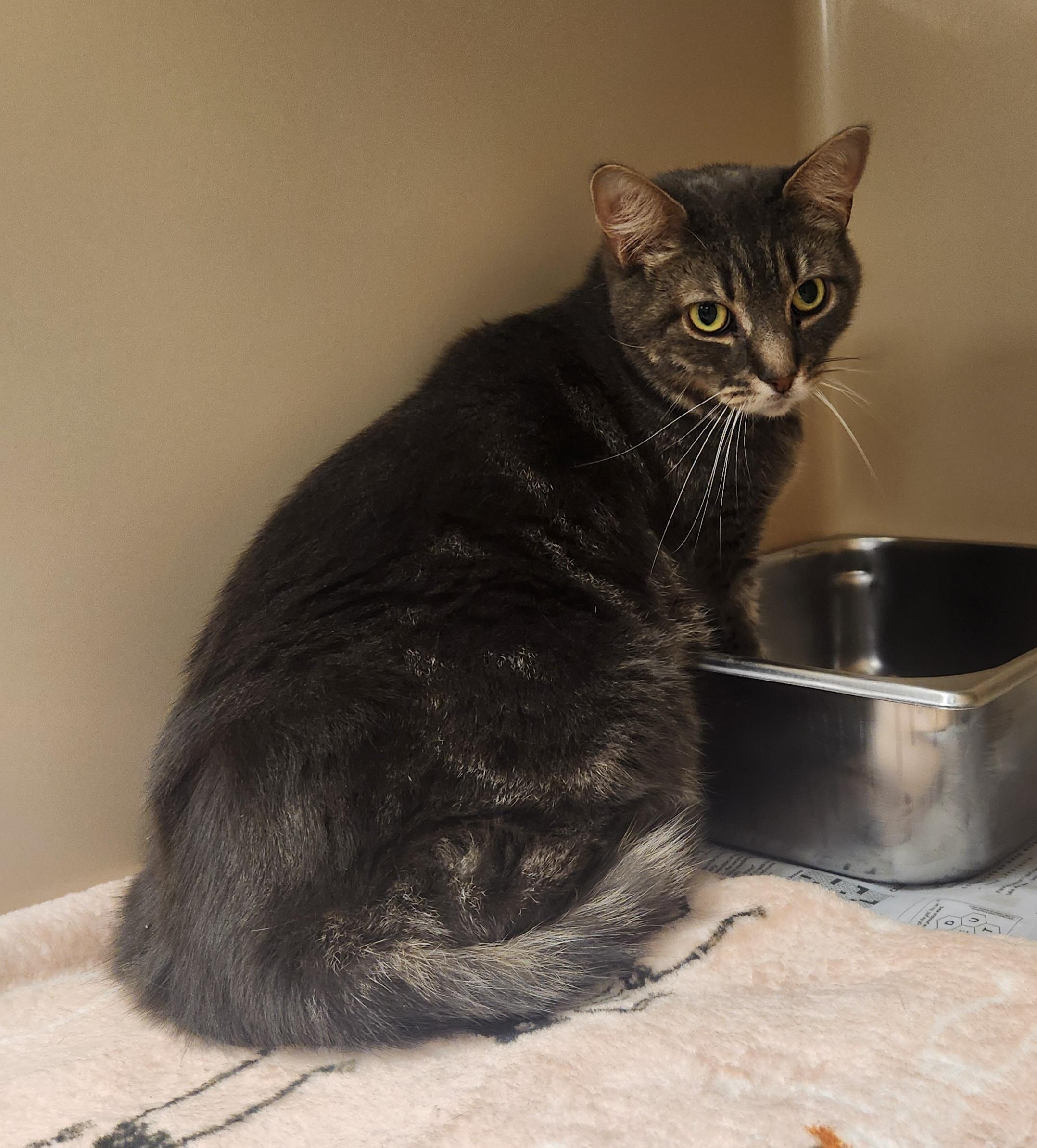Enlarge Anakin, a Adoptable Domestic Short Hair in Clayton, NJ image 1/1
