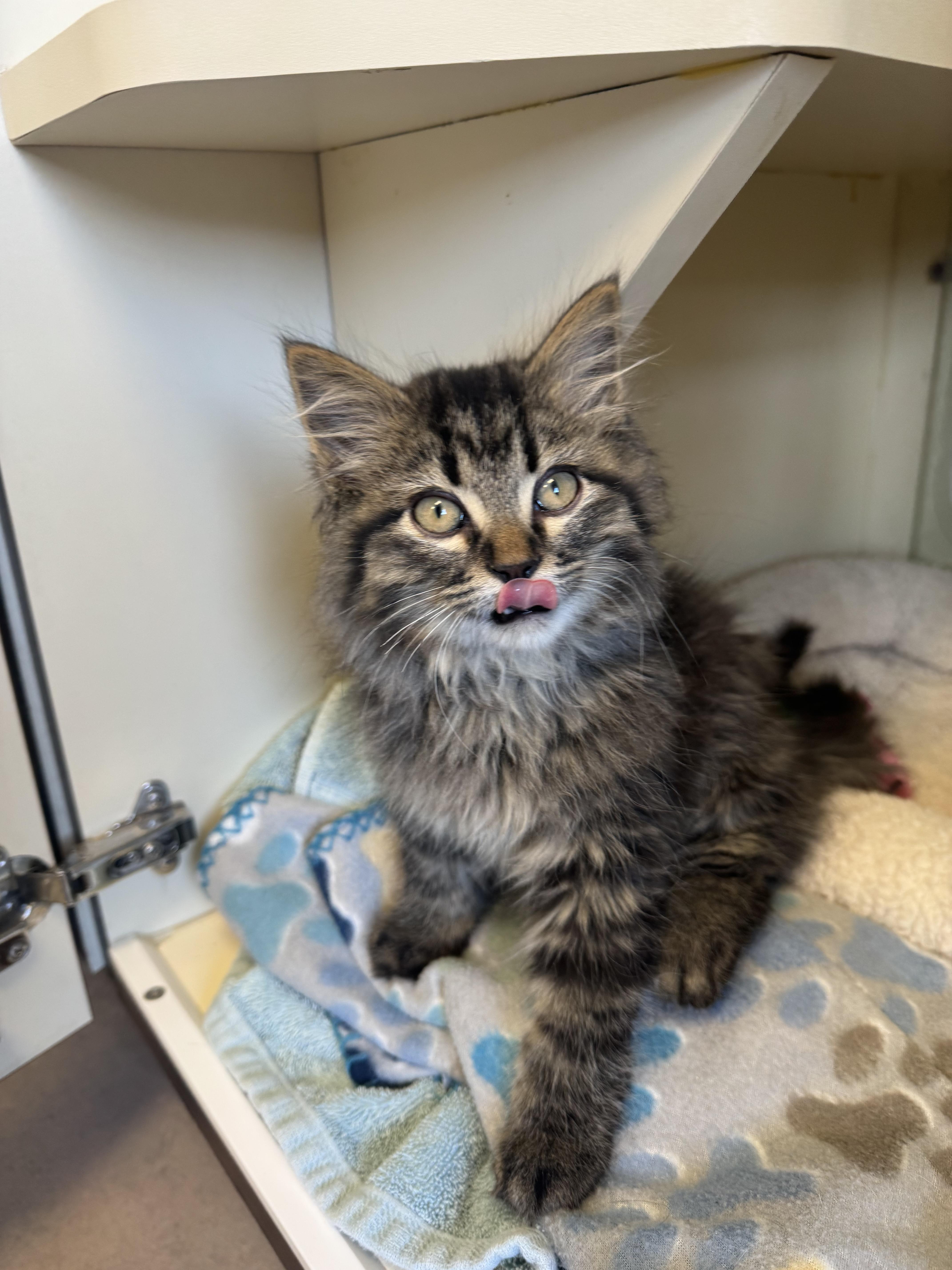 Enlarge Howl, an adopted mixed breed in Buena Vista, CO image 2/2