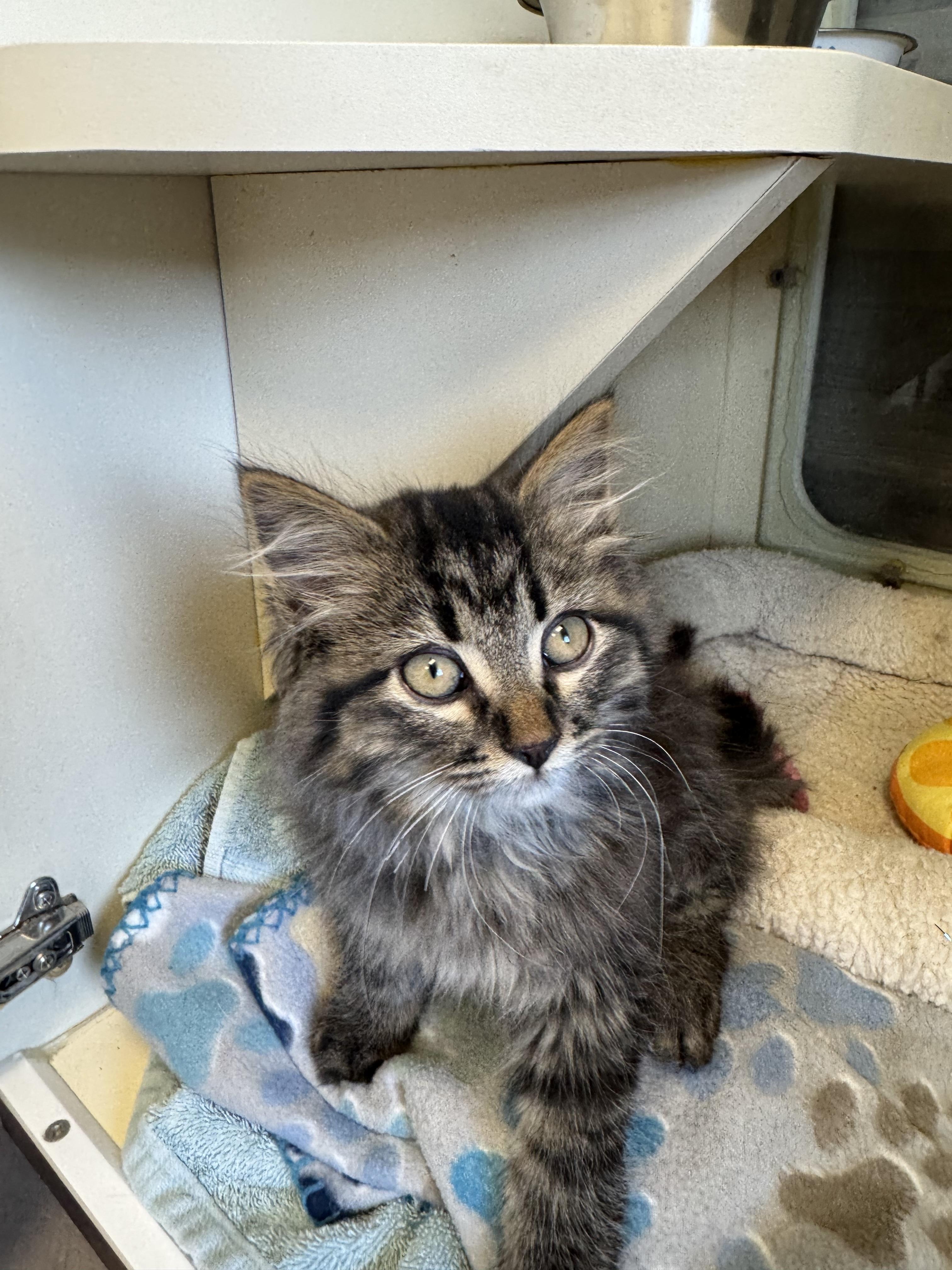 Howl, adopted, Kitten Male Domestic Long Hair.