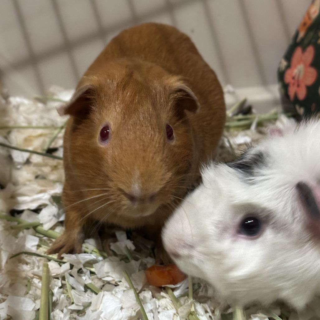 Pabu, a Adoptable Guinea Pig in San Francisco, CA image 1/3