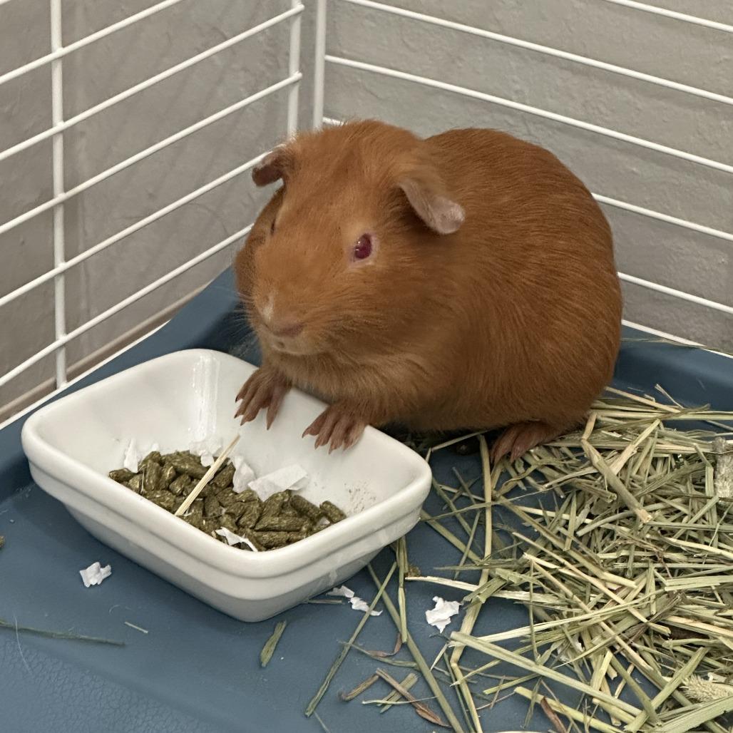 Pabu, a Adoptable Guinea Pig in San Francisco, CA image 2/3