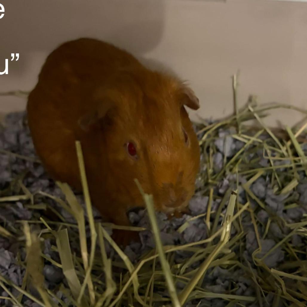 Pabu, a Adoptable Guinea Pig in San Francisco, CA image 3/3