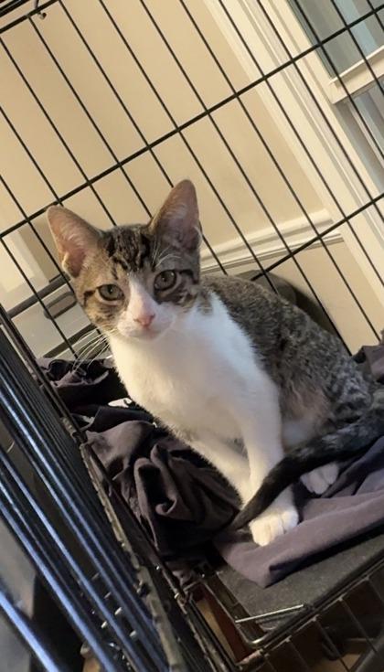 Green, Adoptable, Kitten Male Domestic Short Hair & Domestic Short Hair.