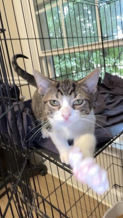 Enlarge Green, a Adoptable mixed breed in Lawrenceville, GA image 2/2