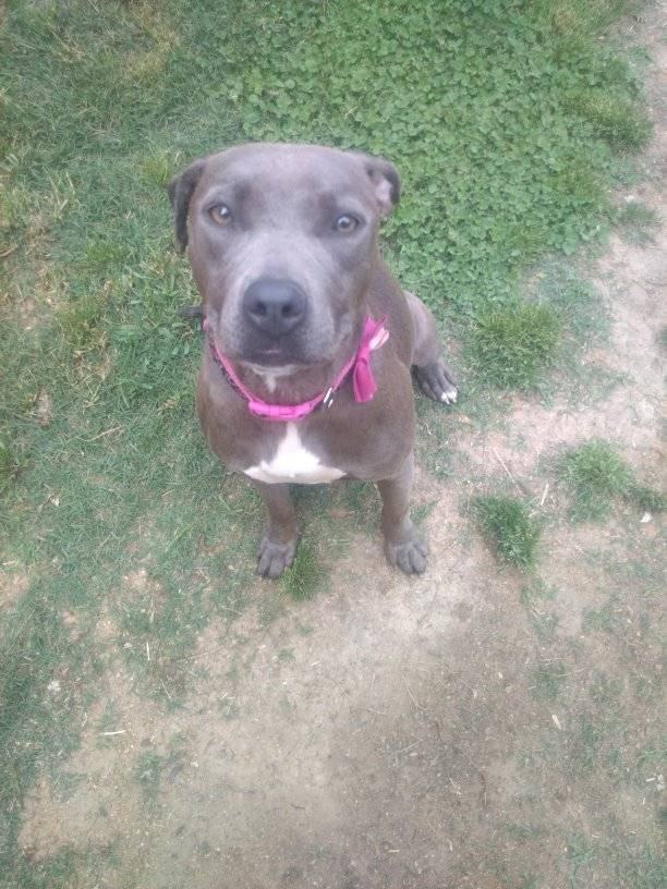 Enlarge Lulu, a Adoptable Pit Bull Terrier in Scotland Neck, NC image 1/1