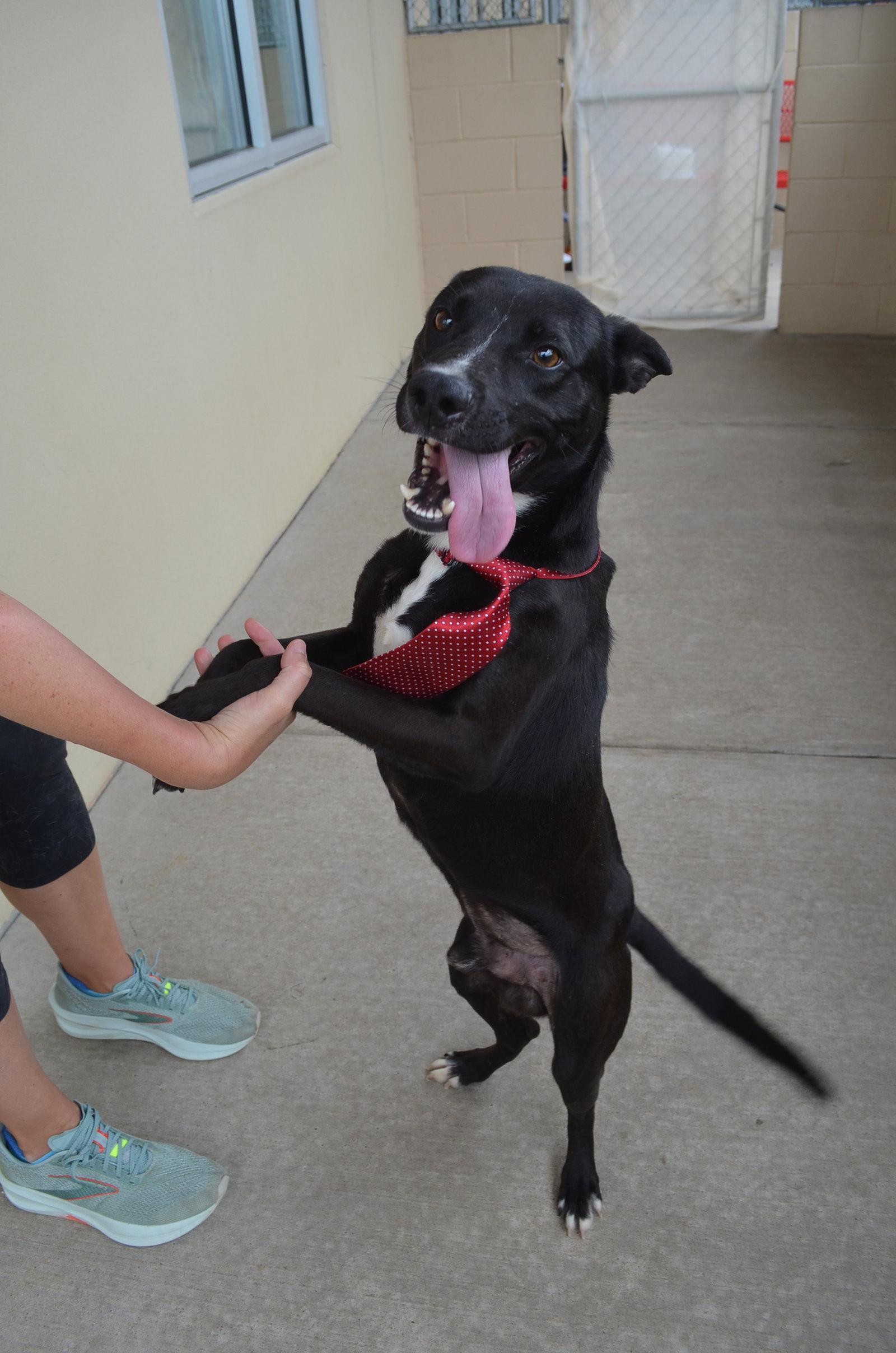 Enlarge Marlin, a Adoptable Labrador Retriever in McKinney, TX image 1/2