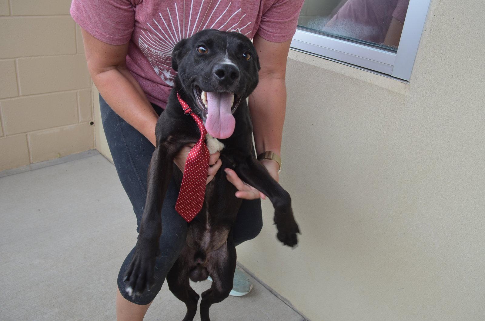 Enlarge Marlin, a Adoptable Labrador Retriever in McKinney, TX image 2/2