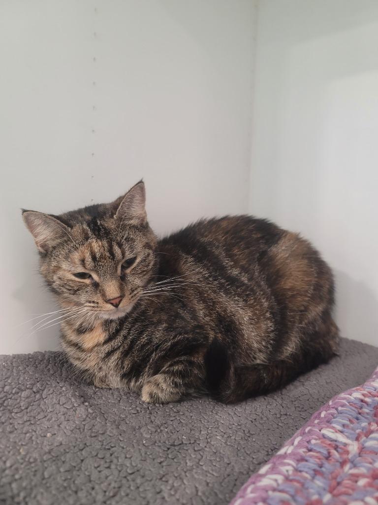 Enlarge Twiggy, a Adopted mixed breed in Lunenburg, VT image 1/1