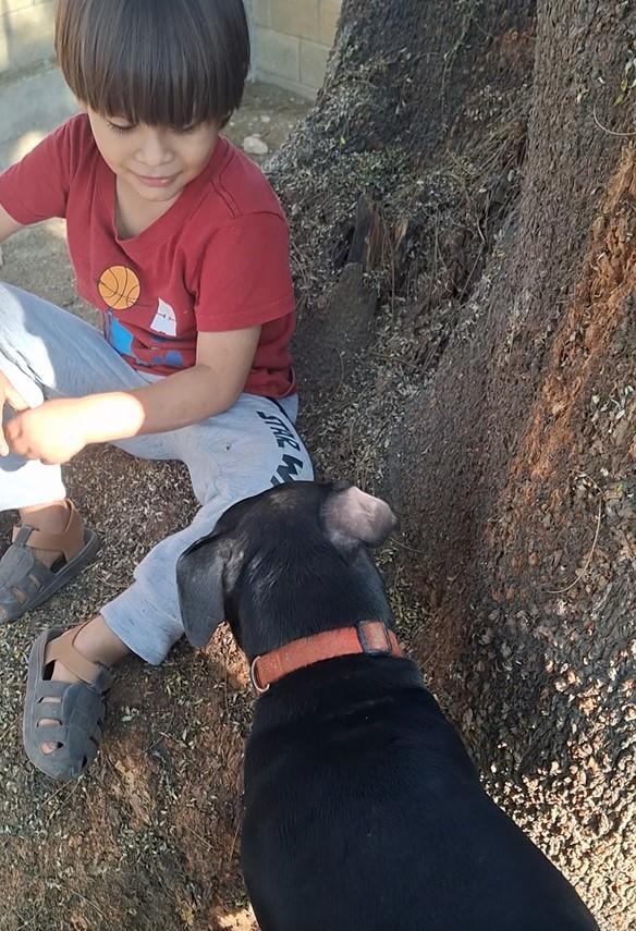 Enlarge Mila, a ADOPTABLE mixed breed in Vancouver, BC image 4/5