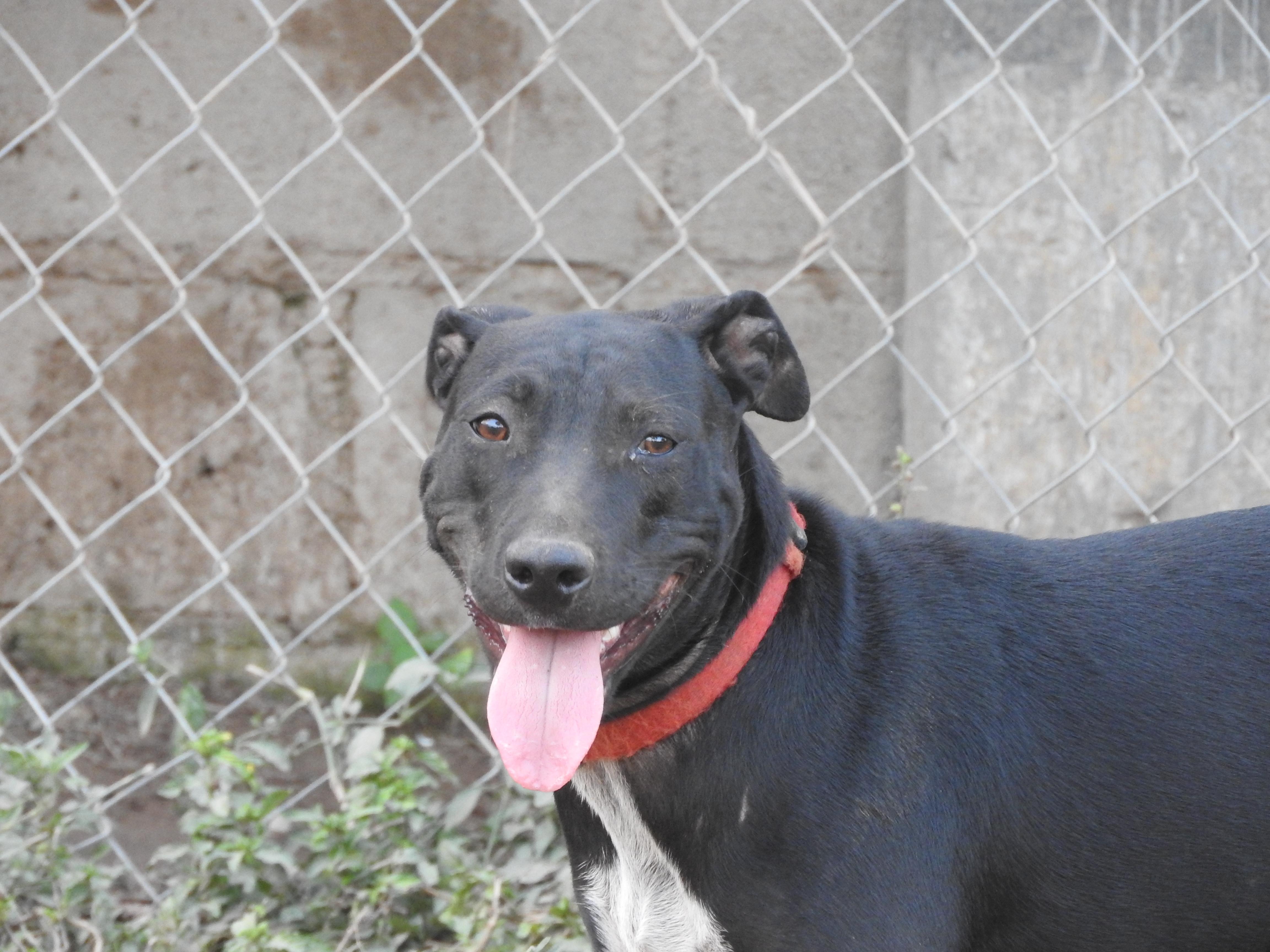 Enlarge Mila, a ADOPTABLE mixed breed in Vancouver, BC image 3/5