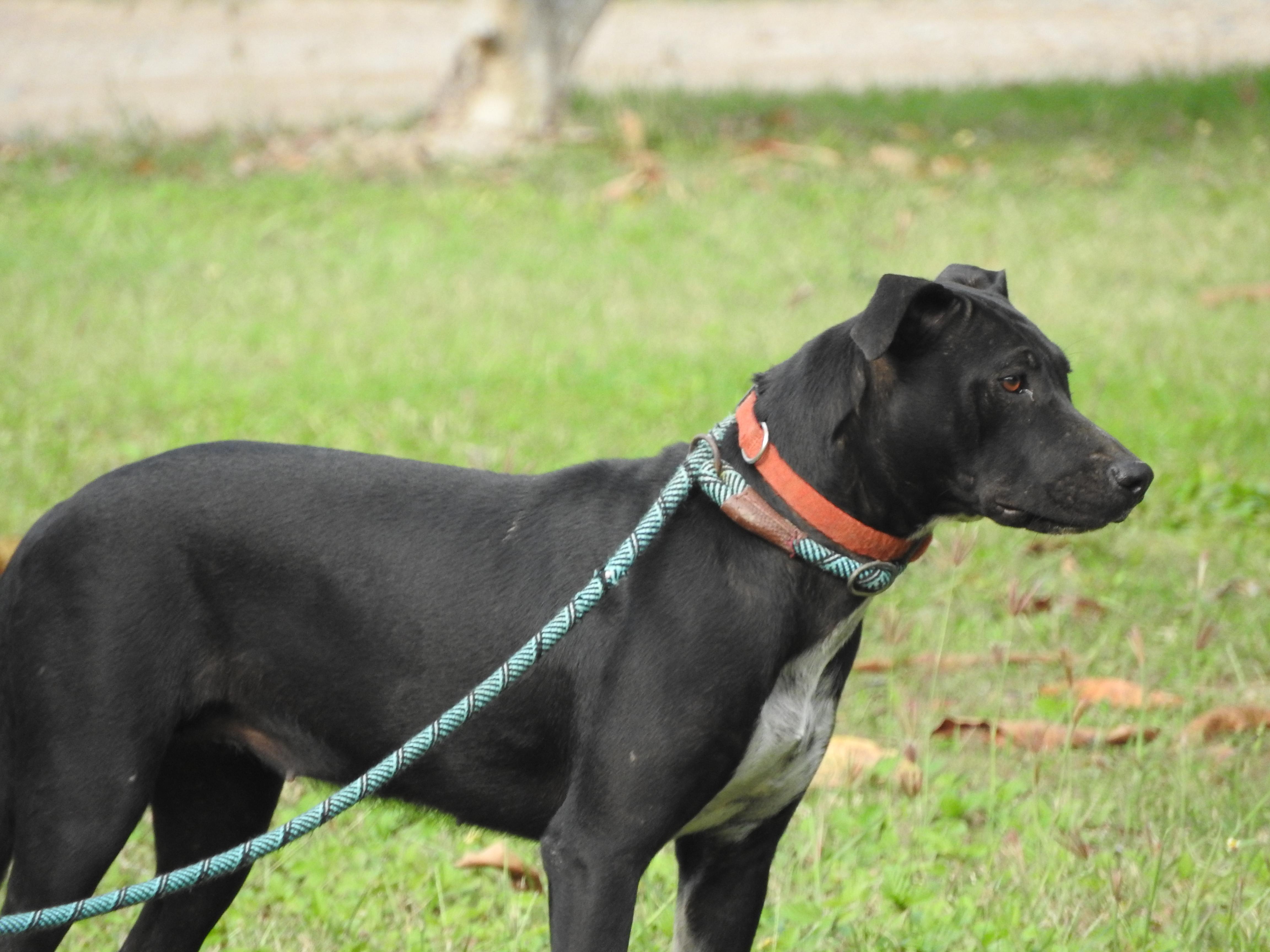 Enlarge Mila, a ADOPTABLE mixed breed in Vancouver, BC image 2/5