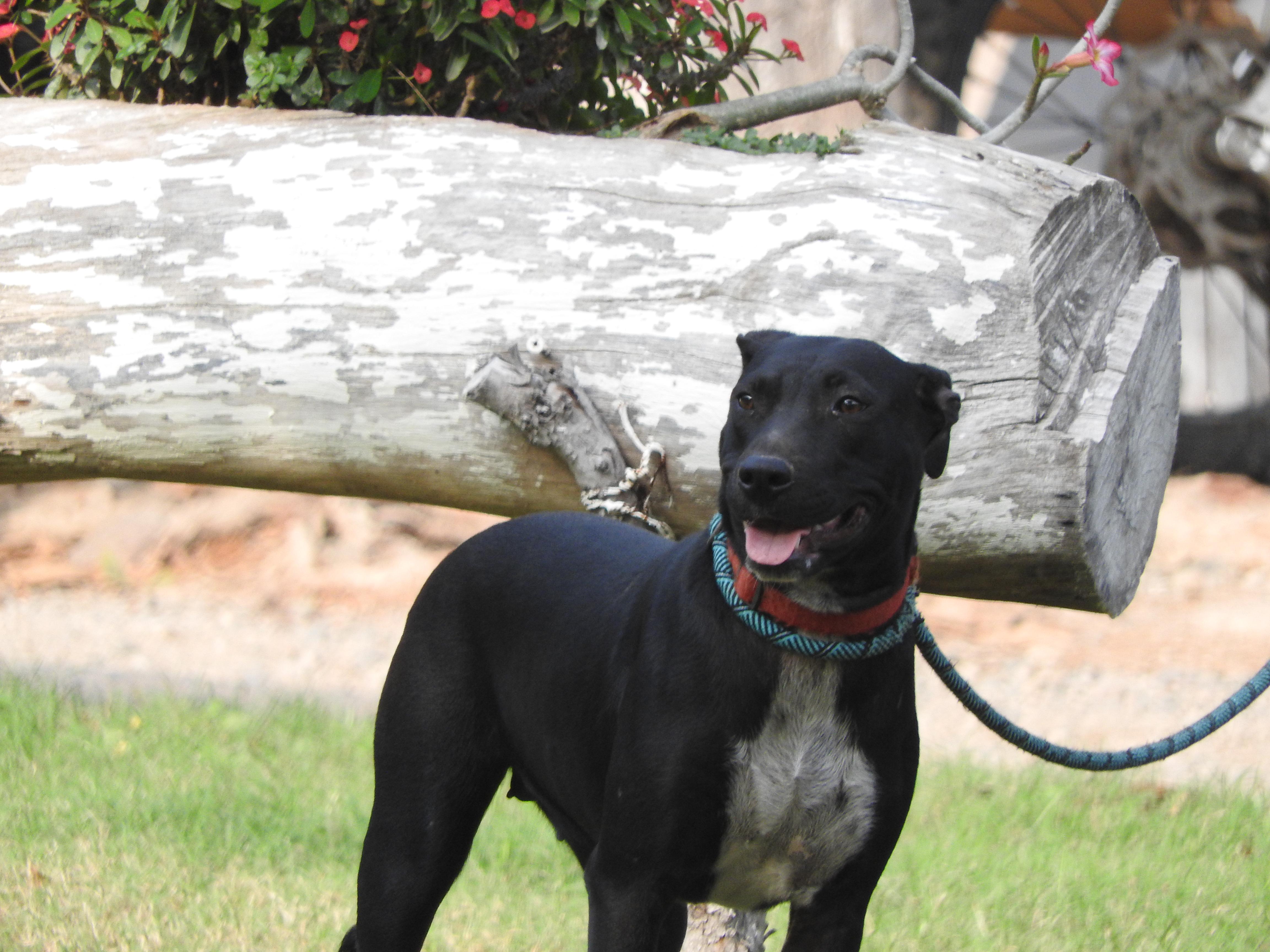 Mila, ADOPTABLE, Young Female Mixed Breed.