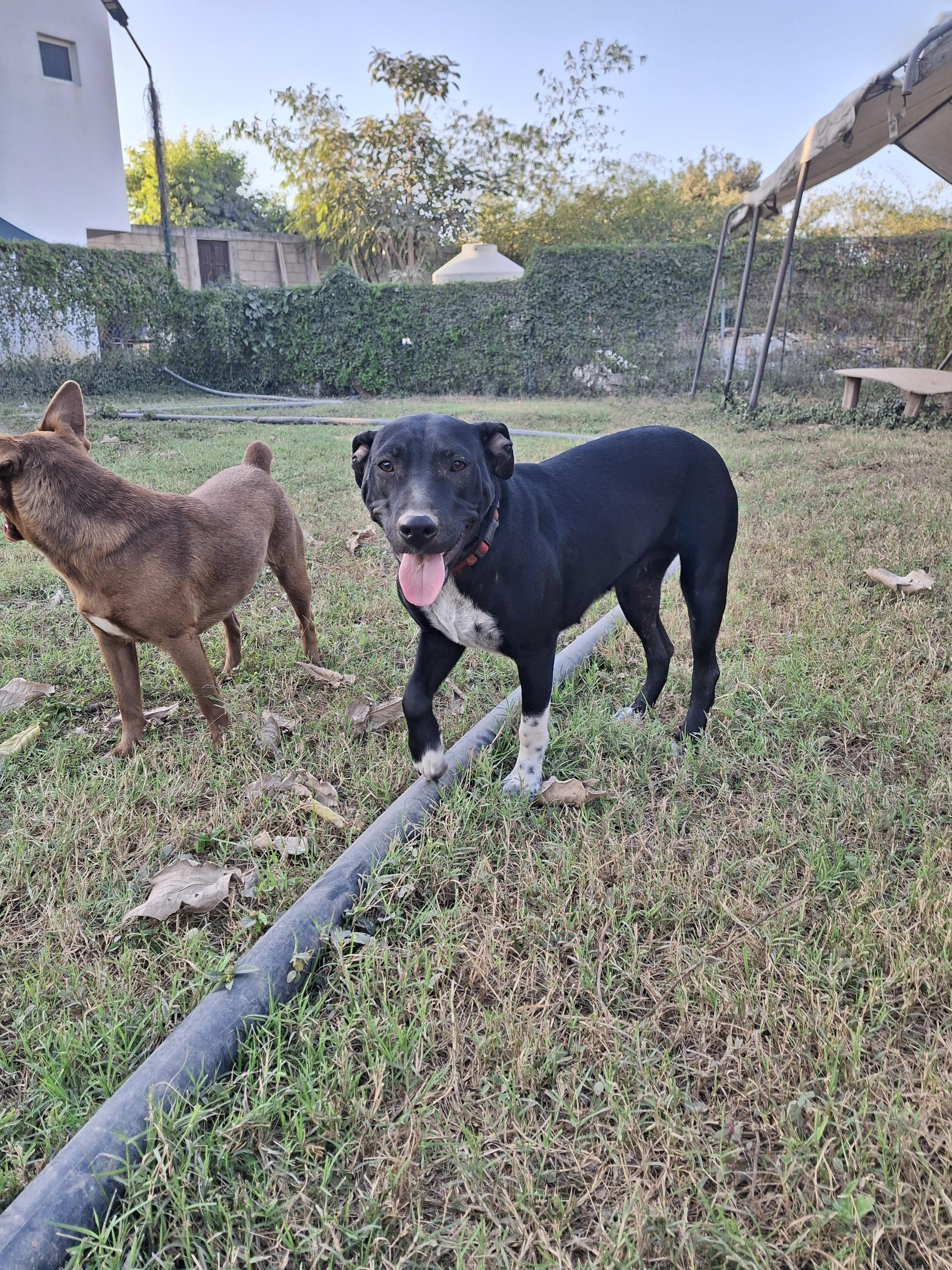 Enlarge Mila, a ADOPTABLE mixed breed in Vancouver, BC image 5/5