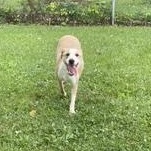 Bagel, Adoptable, Young Male Jack Russell Terrier.