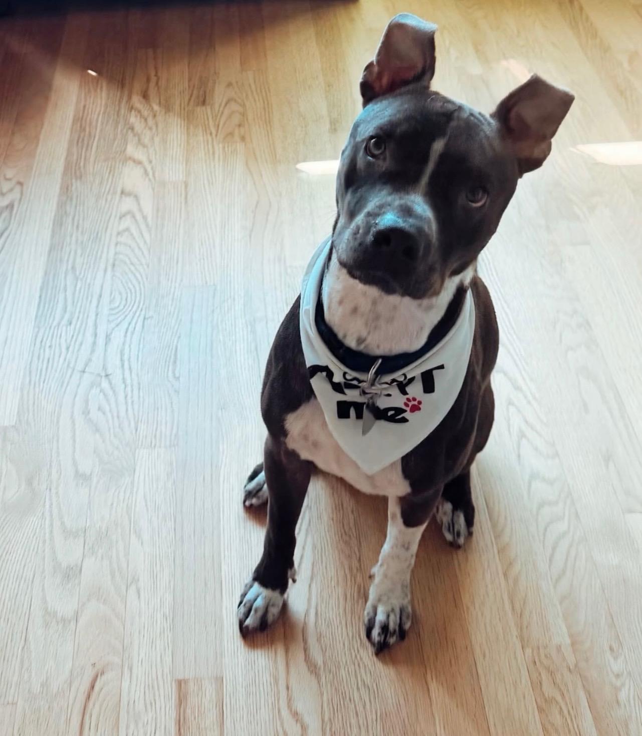 Enlarge Sirius aka Siri, a Adoptable mixed breed in Henderson, NV image 1/6