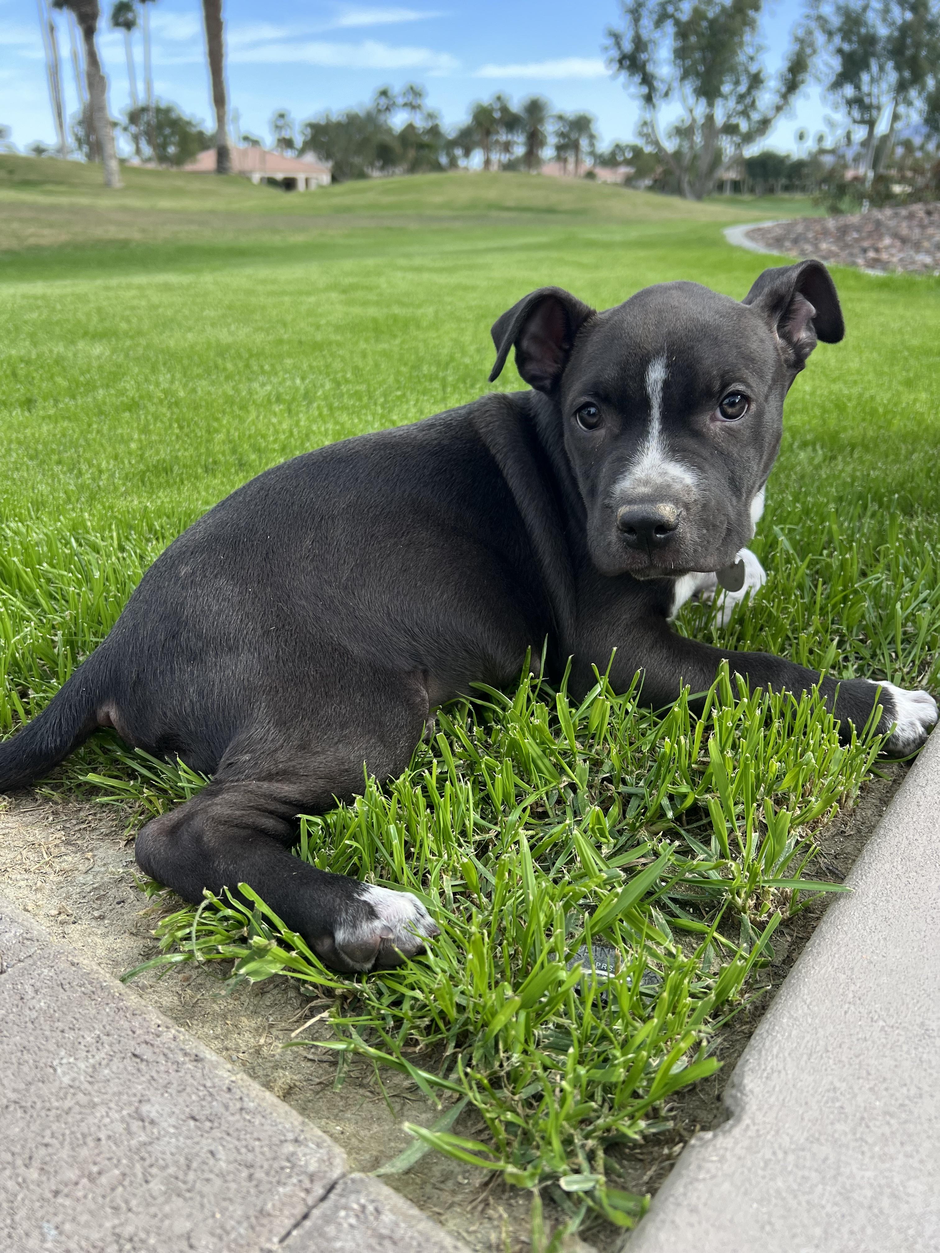 Enlarge Sirius aka Siri, a Adoptable mixed breed in Henderson, NV image 6/6