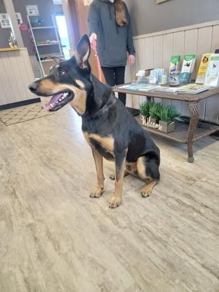 Anubis, Adoptable, Adult Male German Shepherd Dog & Mixed Breed.