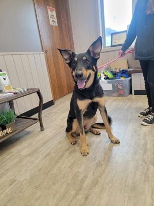 Enlarge Anubis, a Adoptable mixed breed in Fergus Falls, MN image 1/3