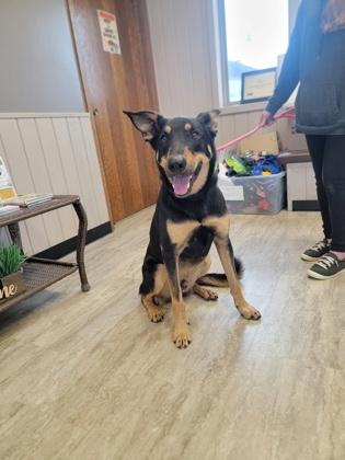 Anubis, a Adoptable mixed breed in Fergus Falls, MN image 2/3