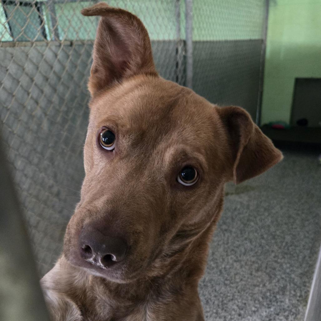 Milo, a Adoptable Labrador Retriever in Tawas City, MI image 1/2