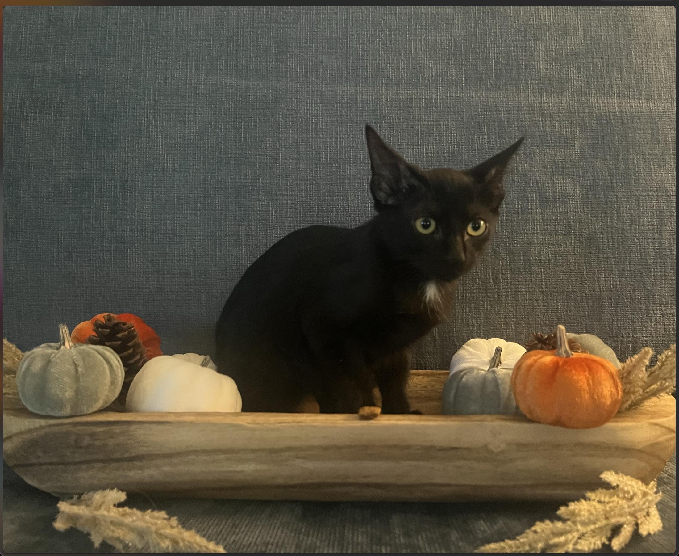 Enlarge Leo, a Adoptable Domestic Short Hair in Webster, TX image 2/5