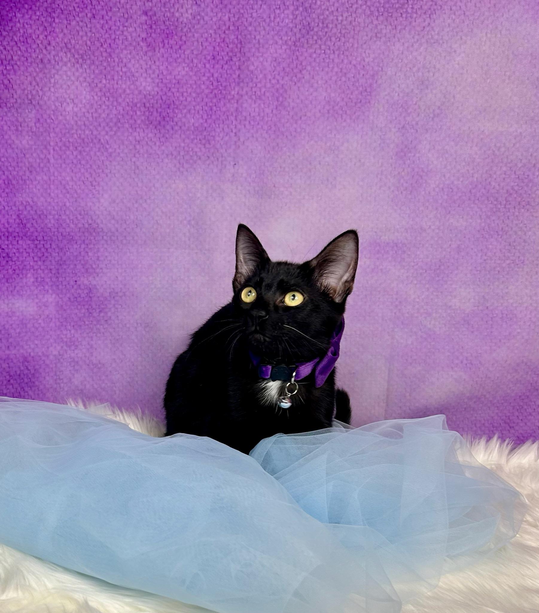 Enlarge Leo, a Adoptable Domestic Short Hair in Webster, TX image 1/6