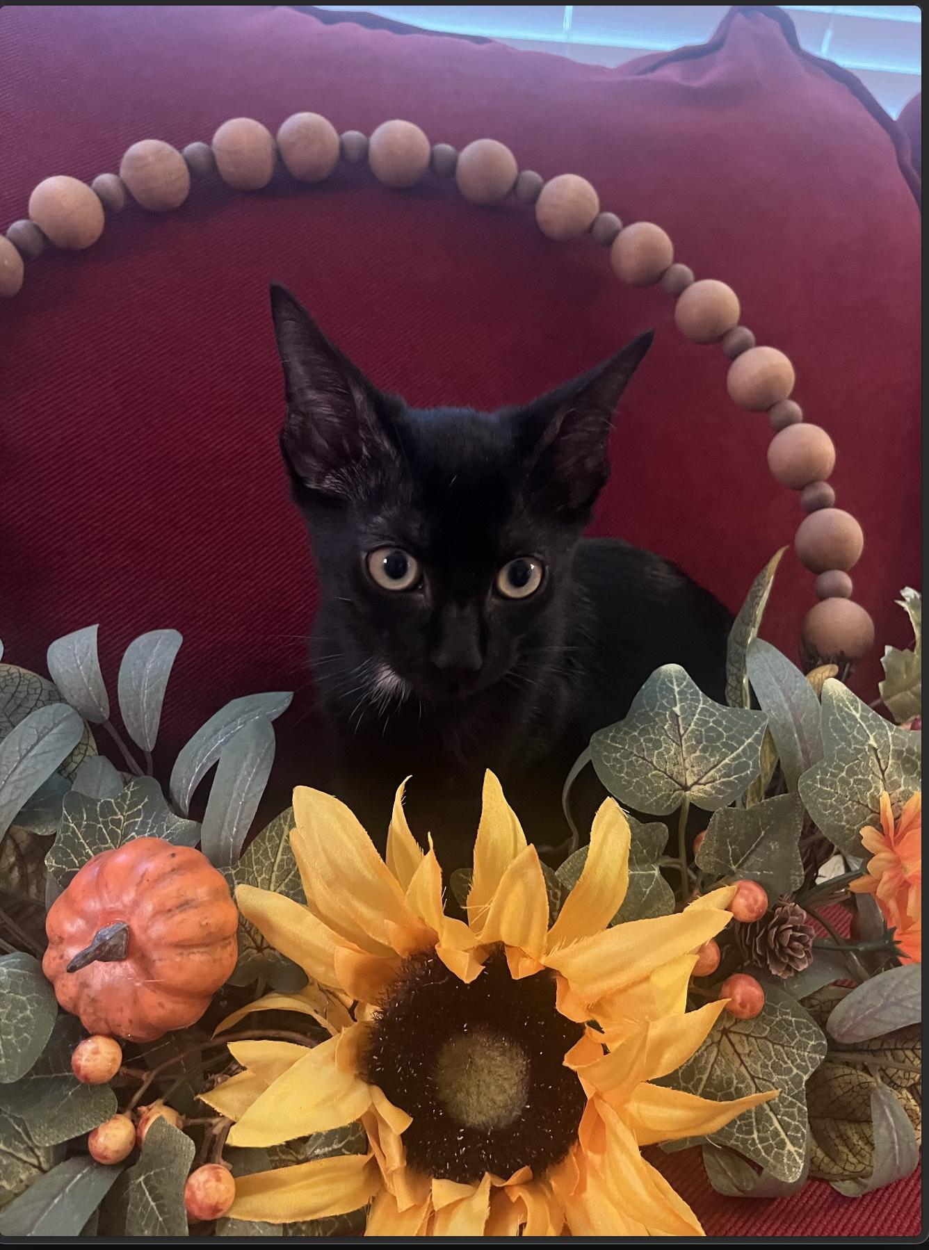 Enlarge Leo, a Adoptable Domestic Short Hair in Webster, TX image 1/5