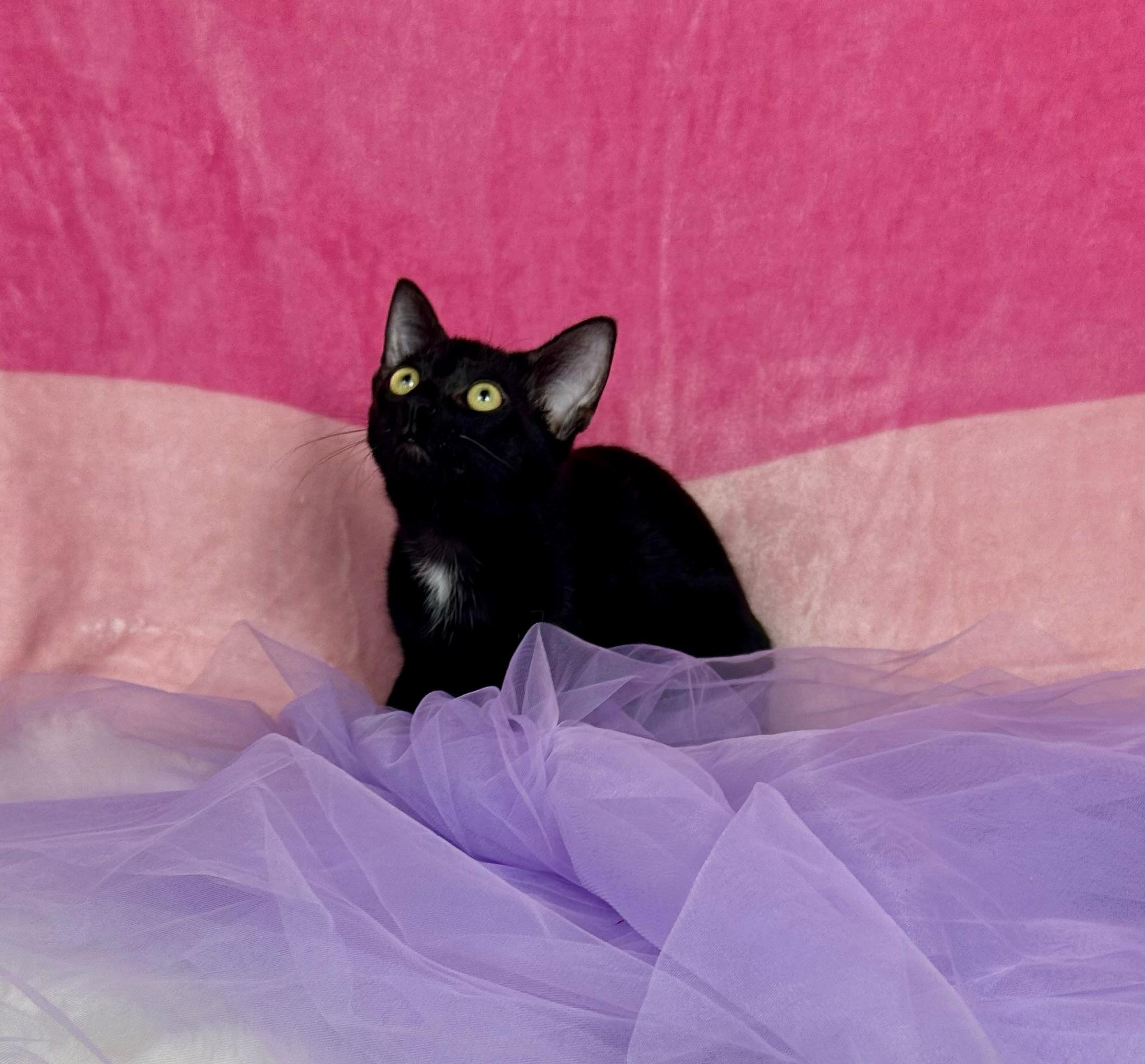 Enlarge Leo, a Adoptable Domestic Short Hair in Webster, TX image 2/6