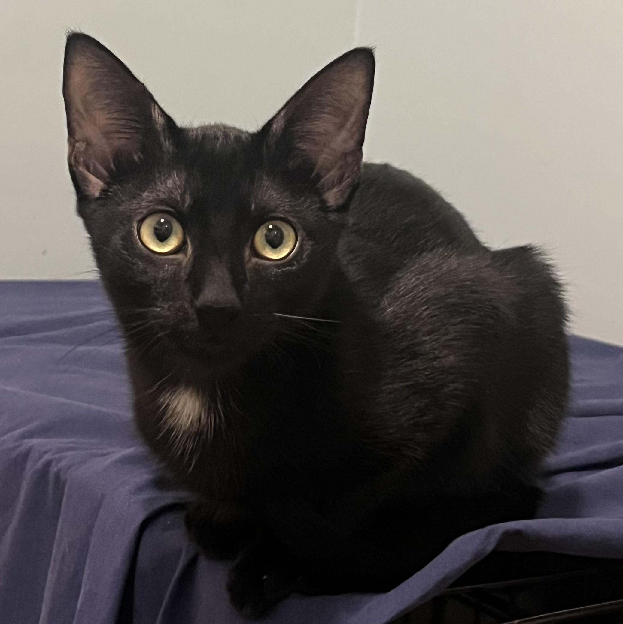 Enlarge Leo, a Adoptable Domestic Short Hair in Webster, TX image 4/5