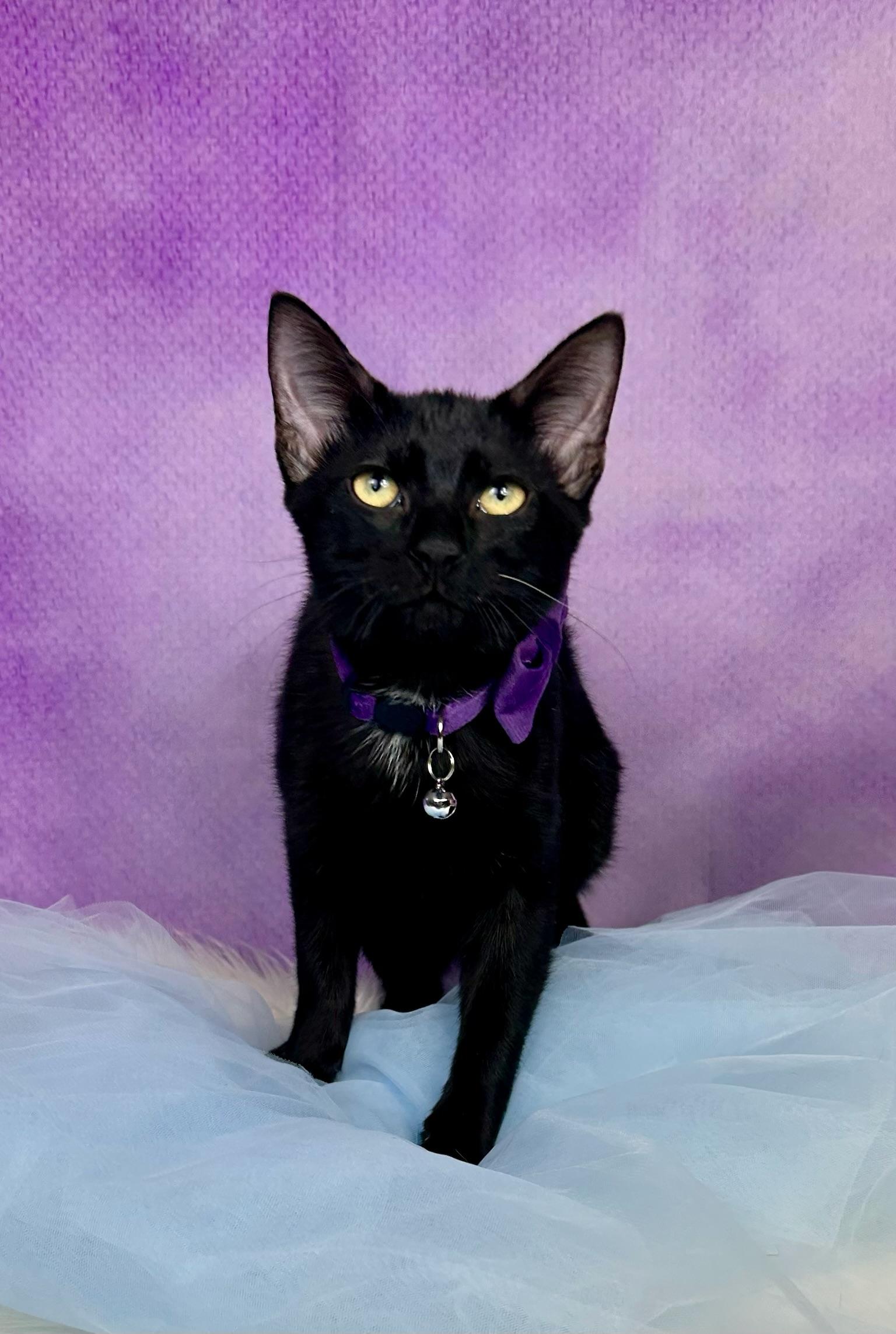 Enlarge Leo, a Adoptable Domestic Short Hair in Webster, TX image 4/6