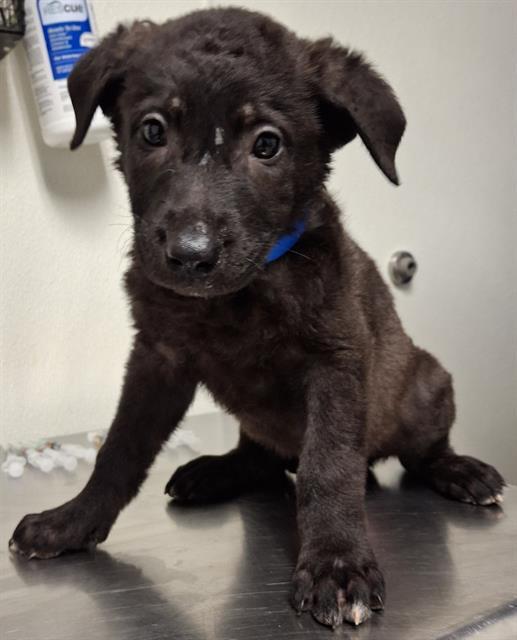 Enlarge Grover -- URGENT!, an adopted mixed breed in Thousand Oaks, CA image 1/1