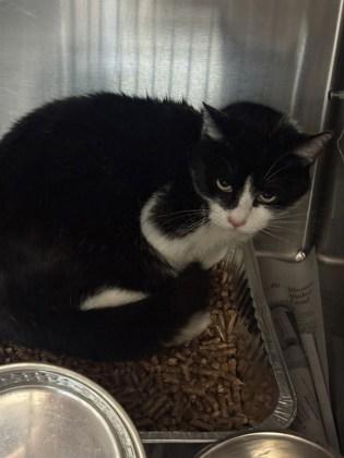 Rocco (Buddy) — thumbnail 2