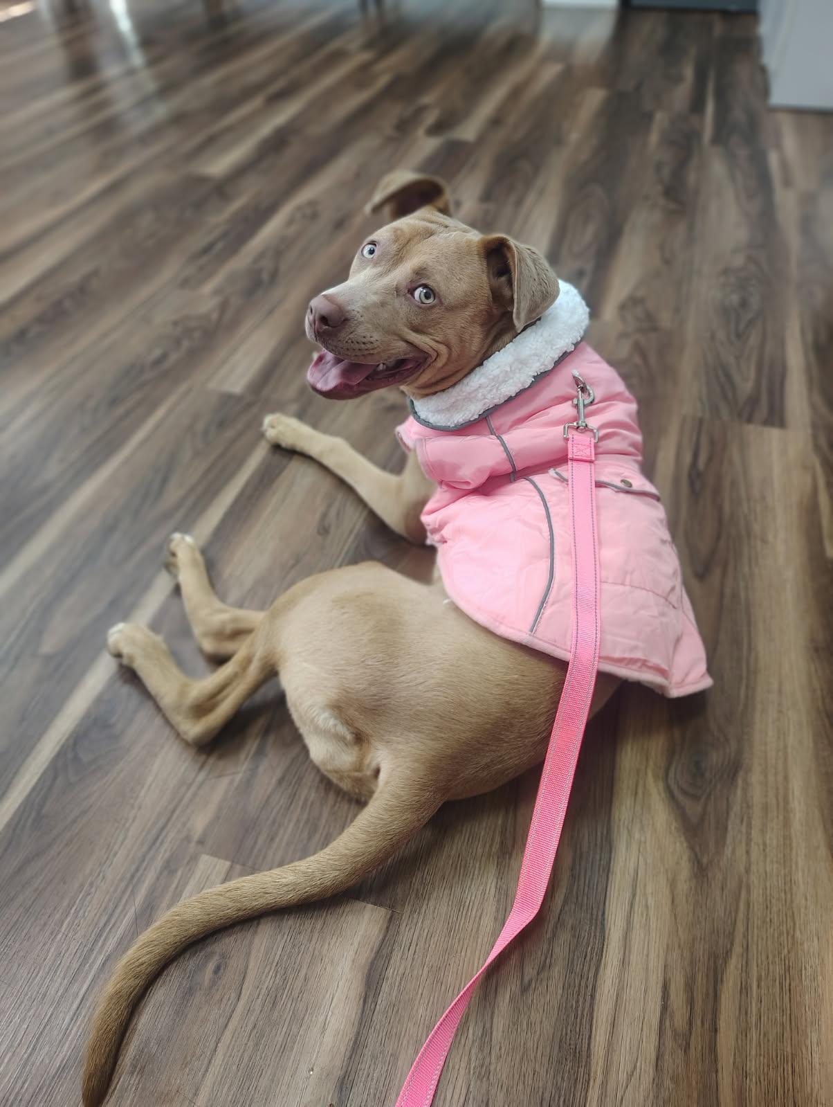 Enlarge Goldie, a ADOPTABLE Pit Bull Terrier in Studio City, CA image 3/4