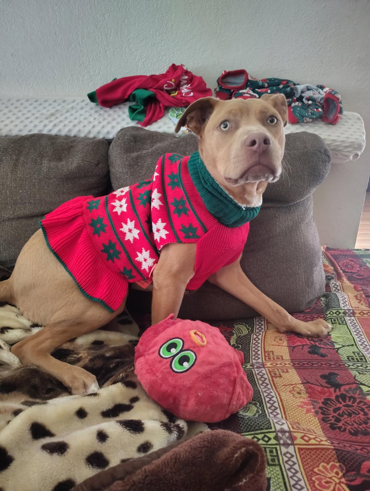 Goldie, ADOPTABLE, Young Female Pit Bull Terrier.