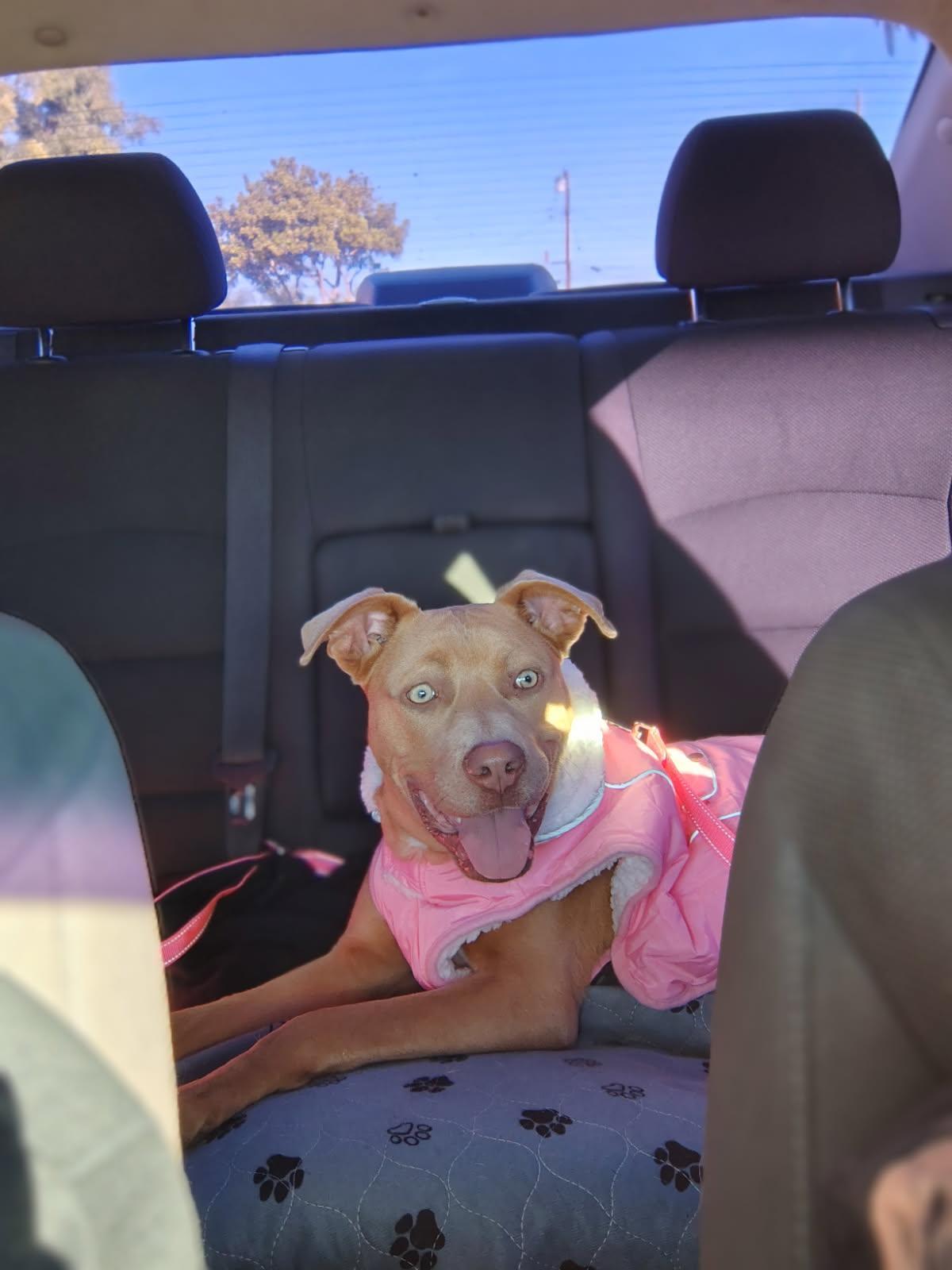 Enlarge Goldie, a ADOPTABLE Pit Bull Terrier in Studio City, CA image 2/4