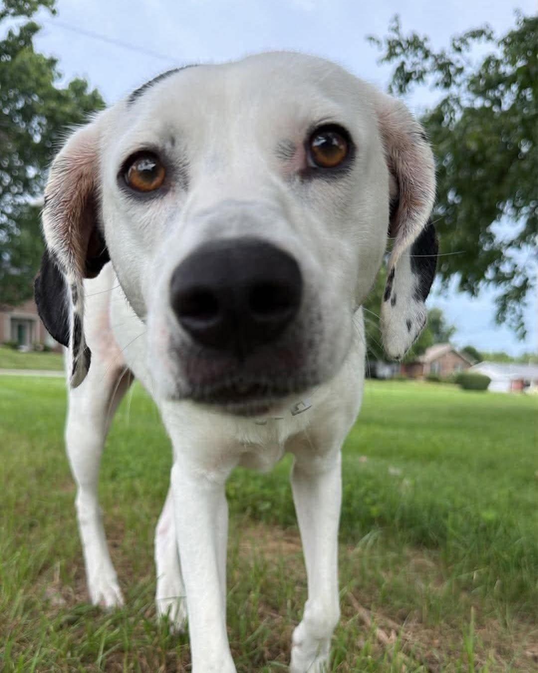 Enlarge Cricket, a Adopted mixed breed in Lewisville, IN image 4/5